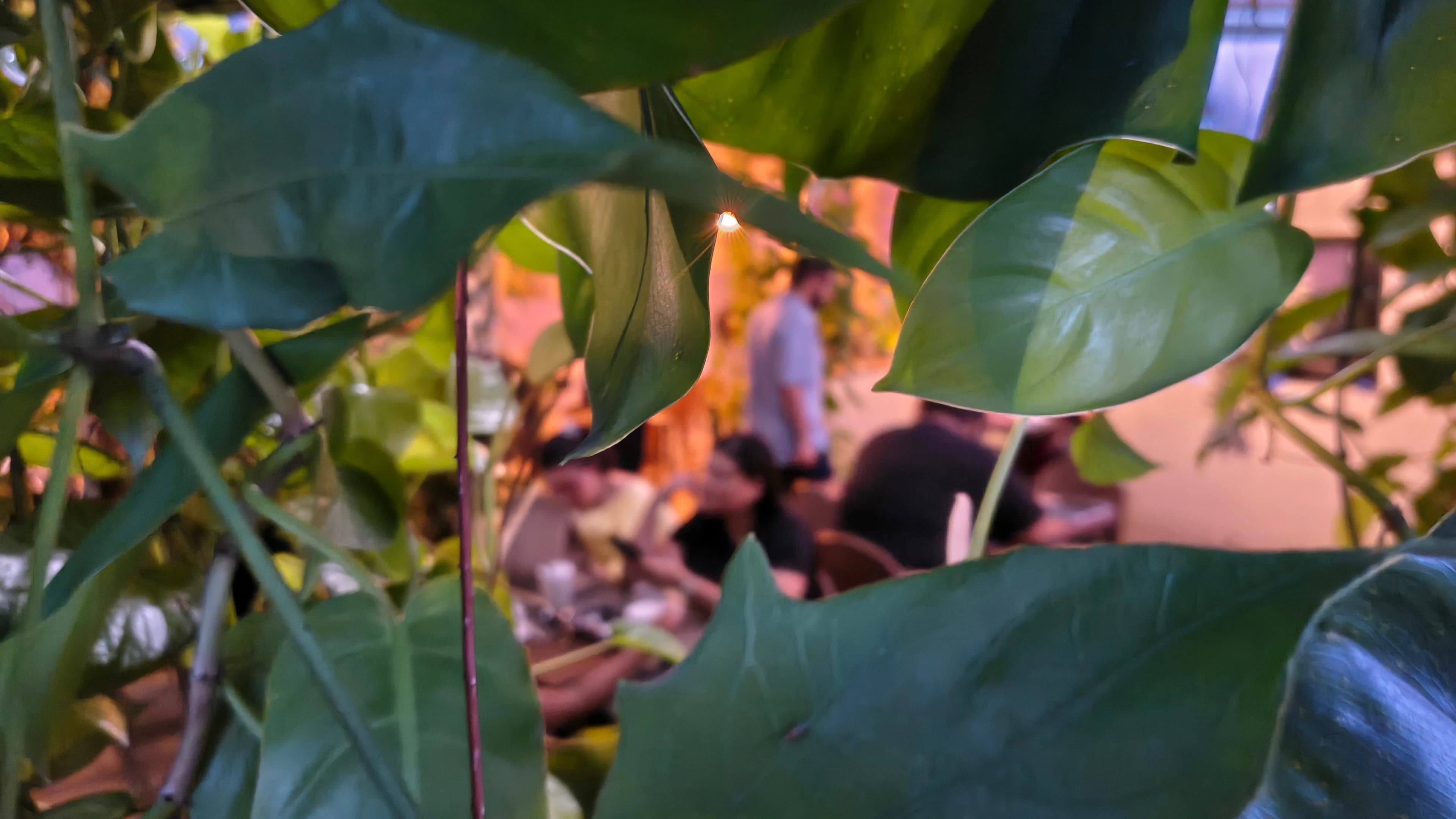 Ambiente Urban Jungle do restaurante Massa Grossa com mais de 150 espécies de plantas