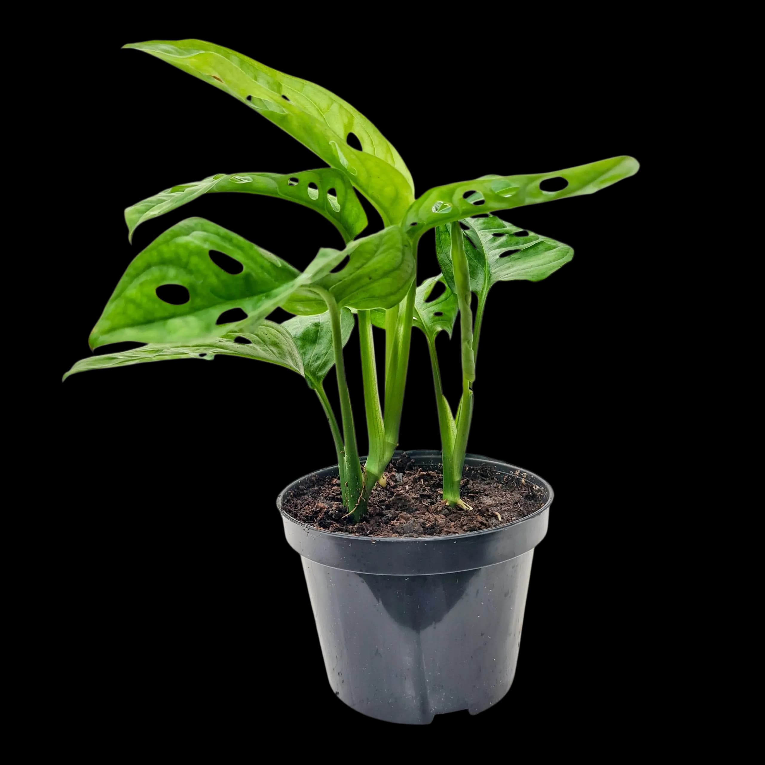 Mudas de Planta