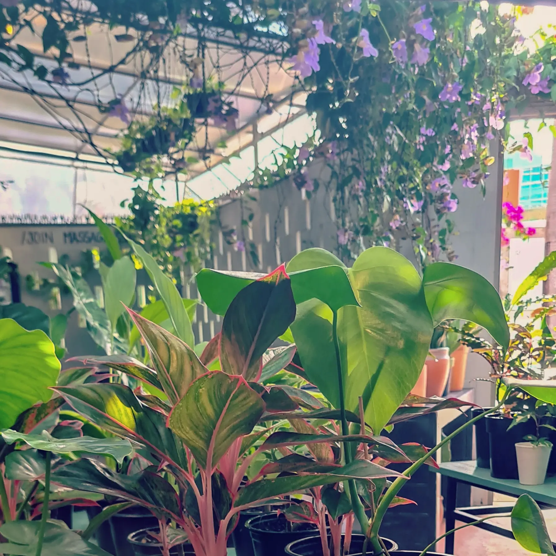 Visão geral do ambiente urban jungle do Massa Grossa com mais de 150 espécies de plantas