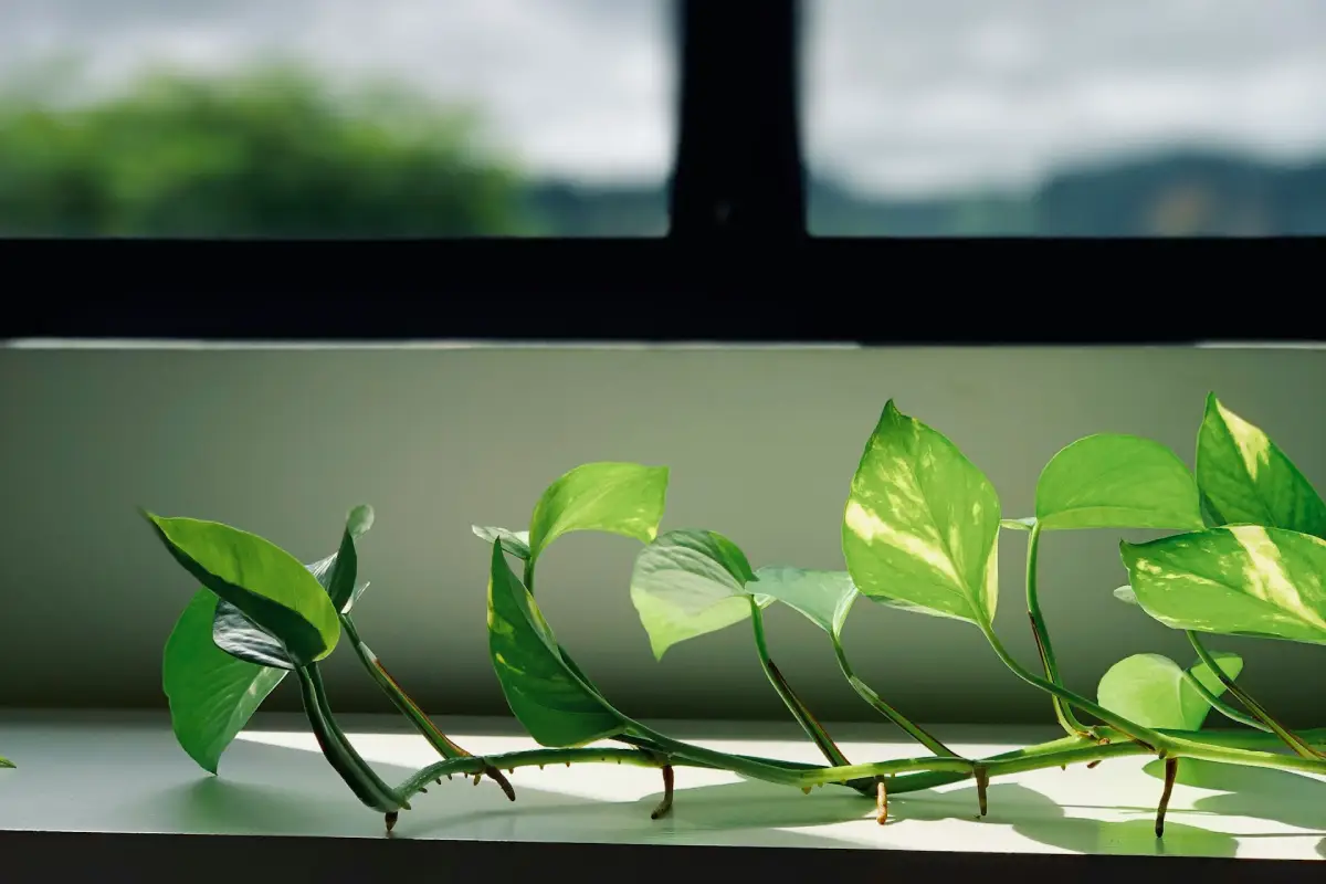 Planta estiolada por falta de luz
