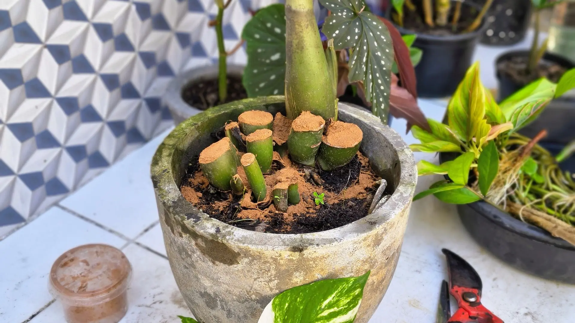 Zamioculca após o corte radical, com apenas uma haste mantida no vaso