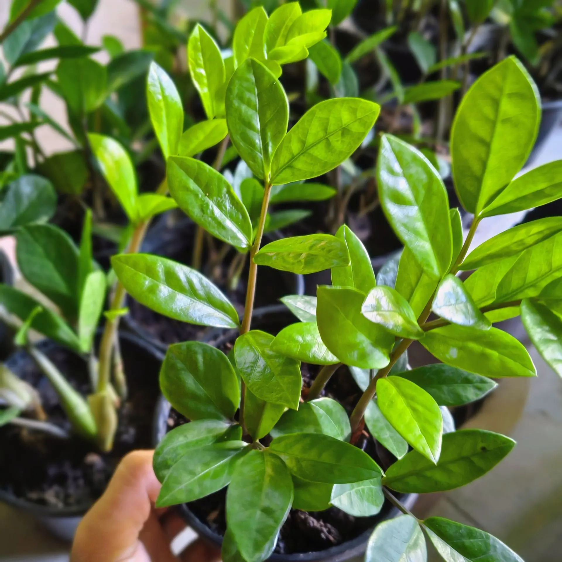 Muda de Zamioculca sendo plantada em vaso com substrato drenante